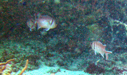 Image of Big-eyed Squirrelfish