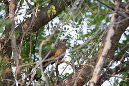 Image of Turdoides melanops querula Clancey 1979