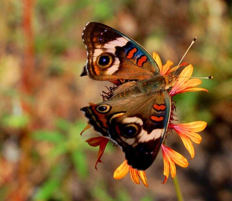 Image of Common buckeye