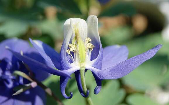 Image of fan columbine