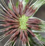 Image of Taraxacum gasparrinii Tineo ex Lojac.