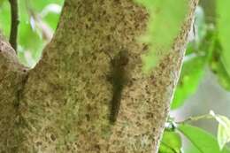 Image of Asian pygmy squirrel