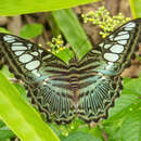 Imagem de Parthenos sylvia apicalis