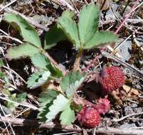 Image of Cascades strawberry