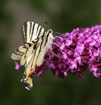 Image of Iphiclides