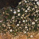 Image de Campanula hortelensis Gardère