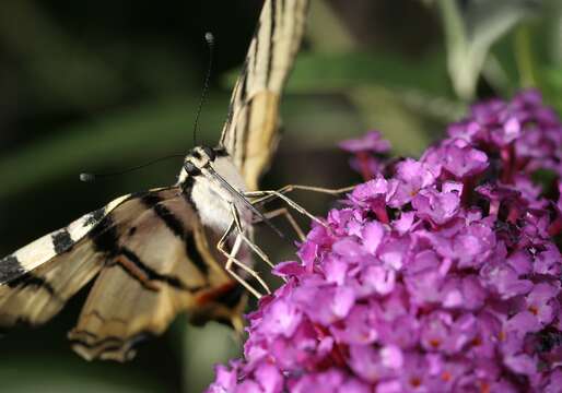 Image of Iphiclides