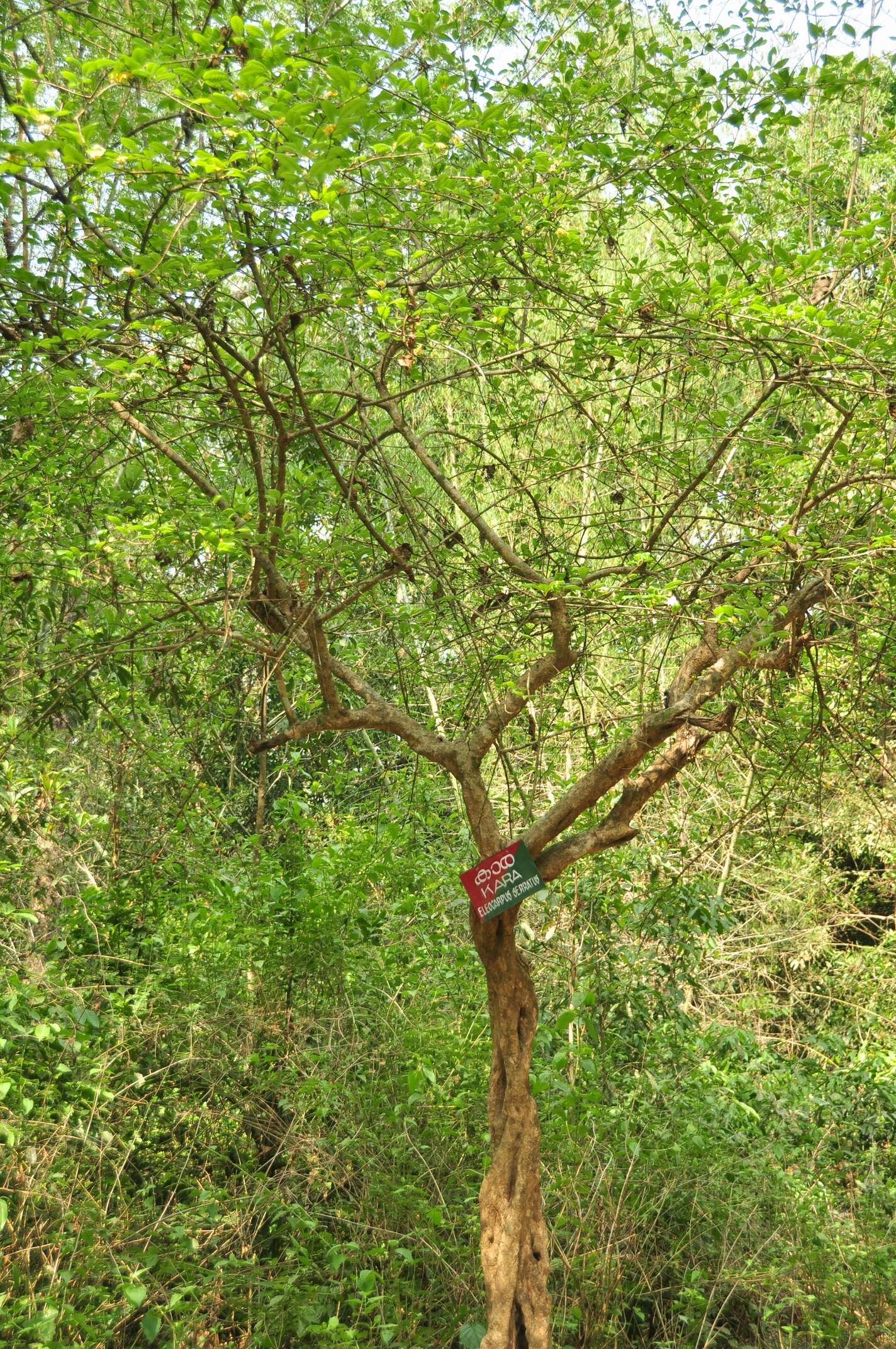 Image of Elaeocarpus serratus L.