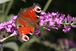 Image of Aglais io