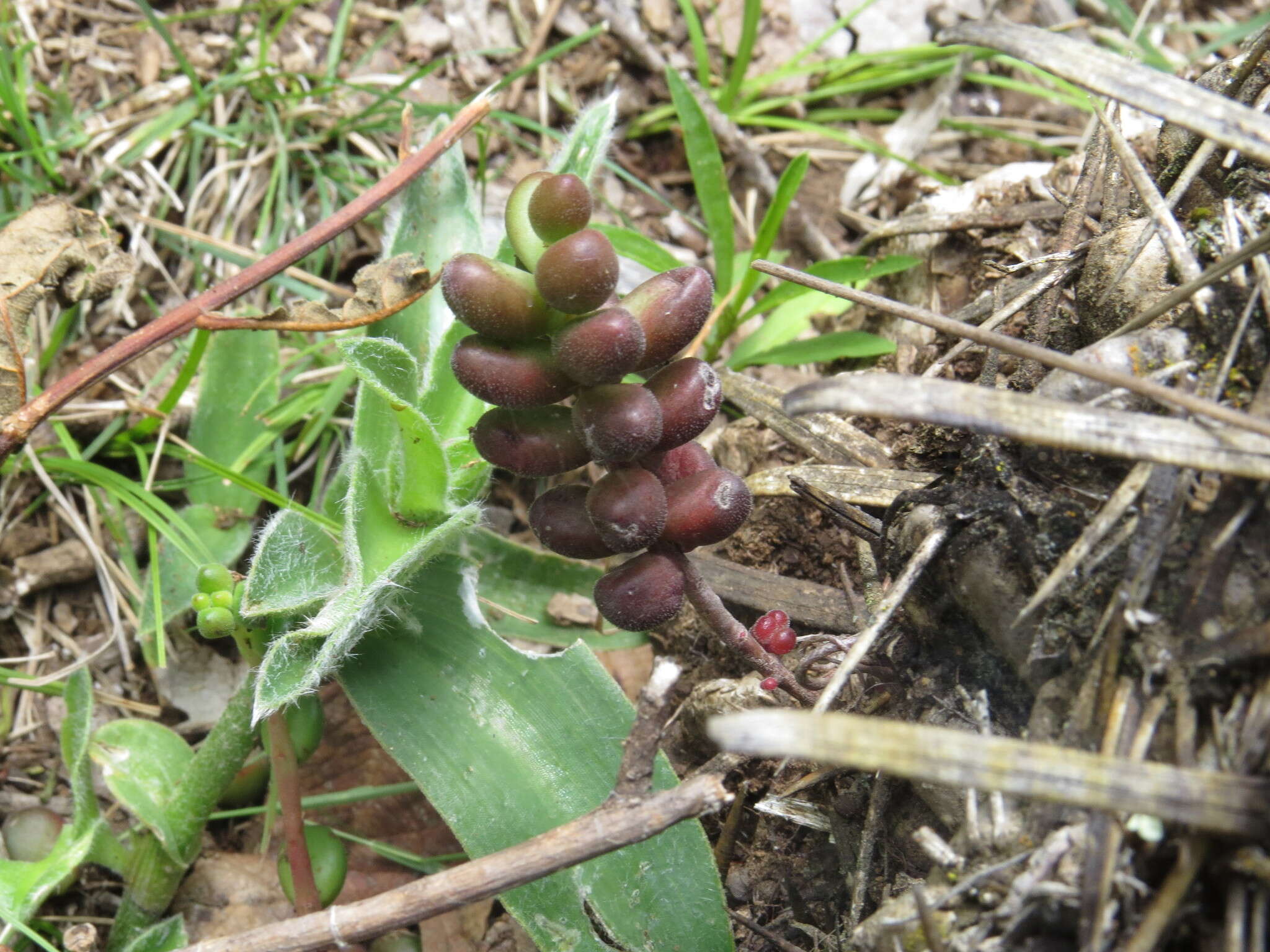 Image of Sedum stahlii Solms