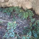 Sivun Phanerophlebia auriculata Underw. kuva