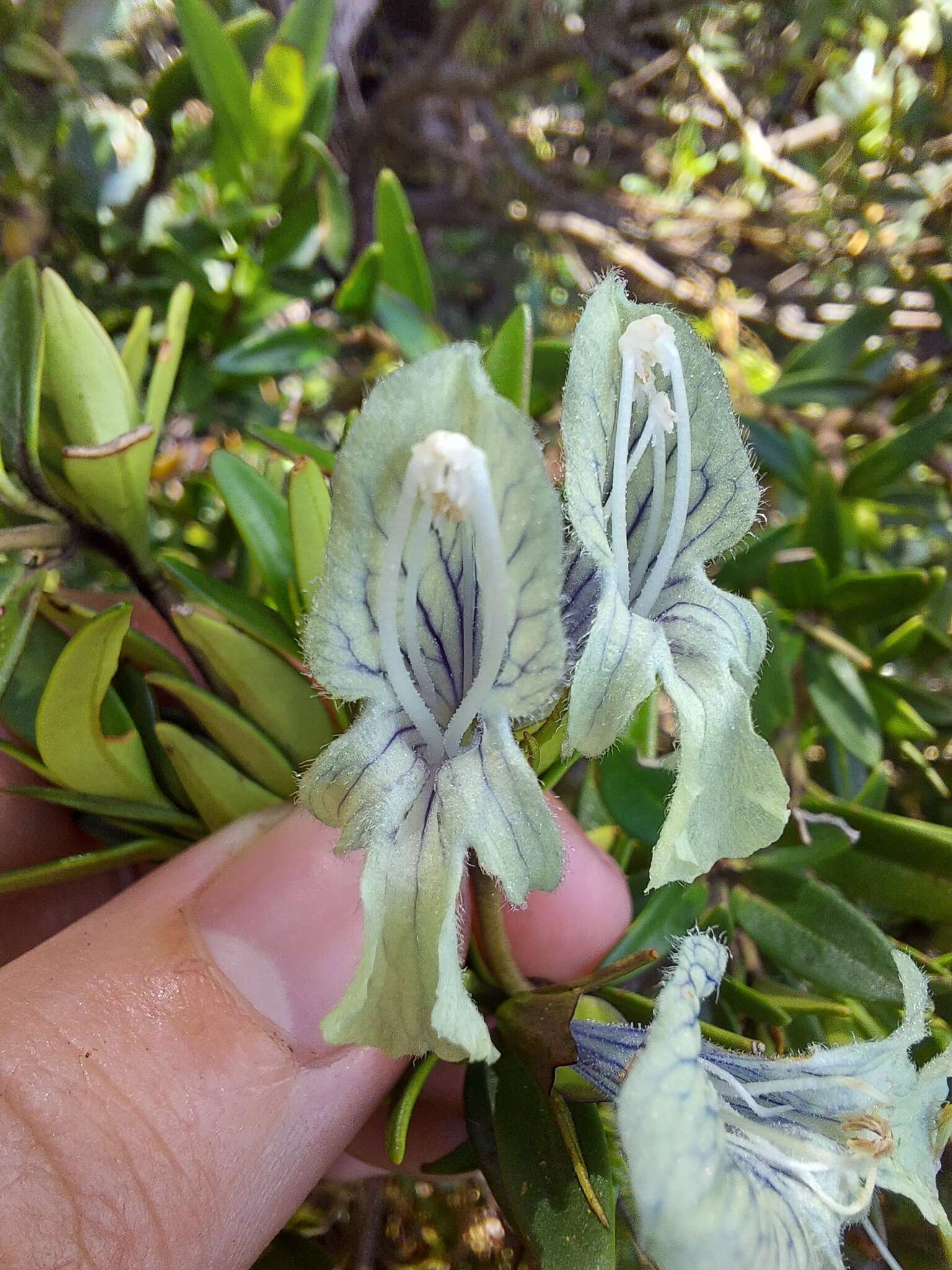 Prostanthera monticola B. J. Conn resmi