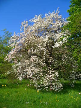 Image of flowering dogwood