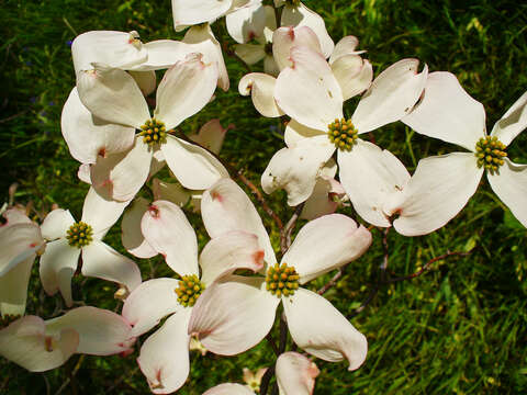 Image of flowering dogwood