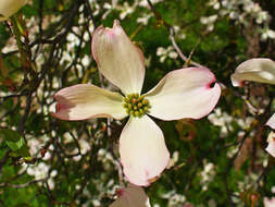 Image of flowering dogwood