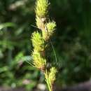 Слика од Carex alata Torr.