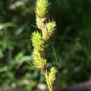 Image of broadwing sedge