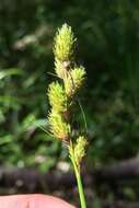 Image of broadwing sedge