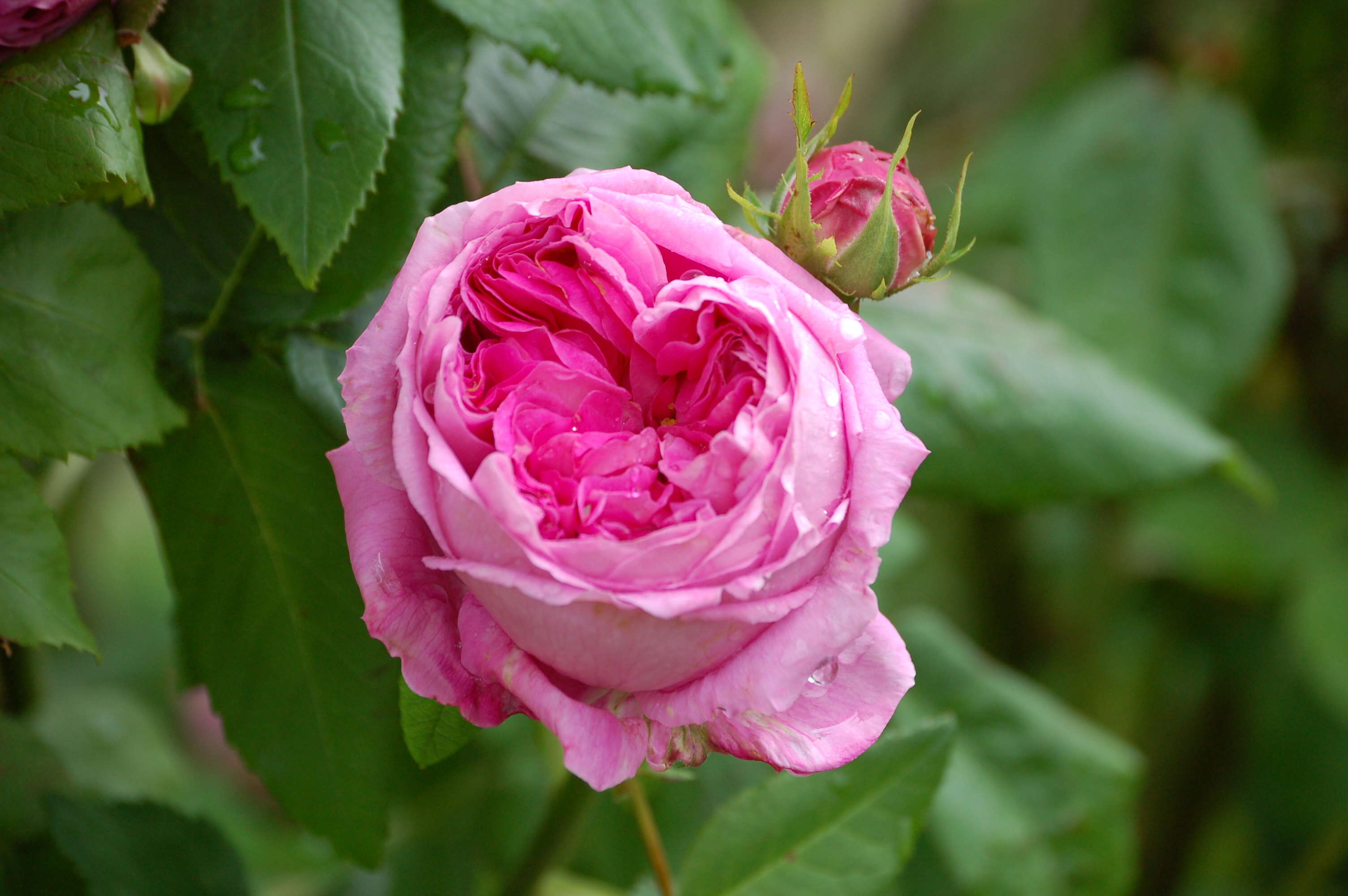 Image of damask rose