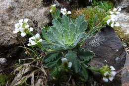 Слика од Pachycladon novae-zelandiae (Hook. fil.) Hook. fil.