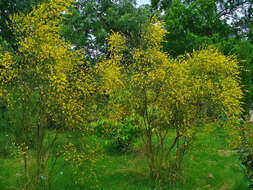 Image of Mt. Etna broom