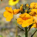 Image of Argylia radiata (L.) D. Don