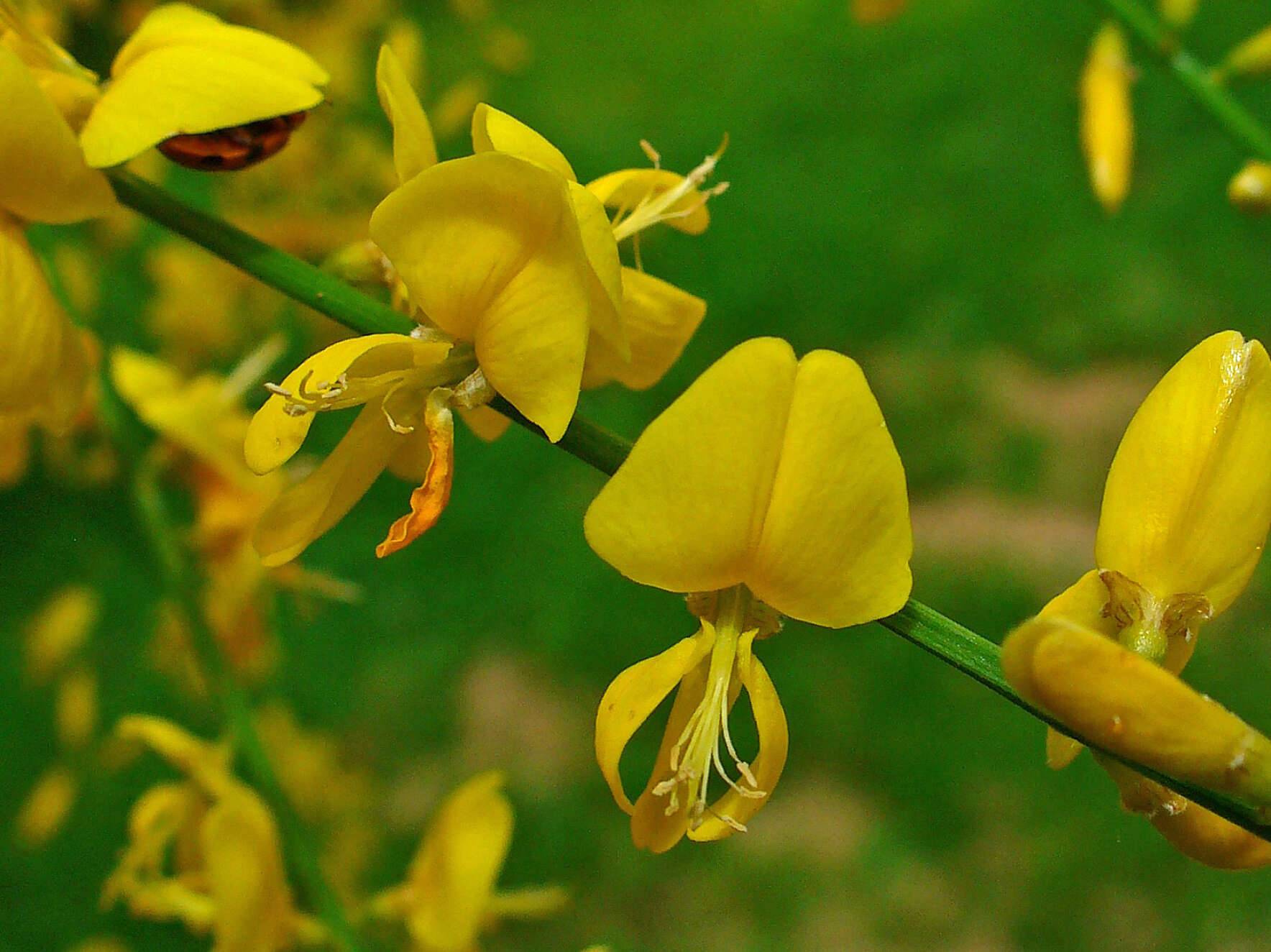 Imagem de Genista aetnensis (Biv.) DC.