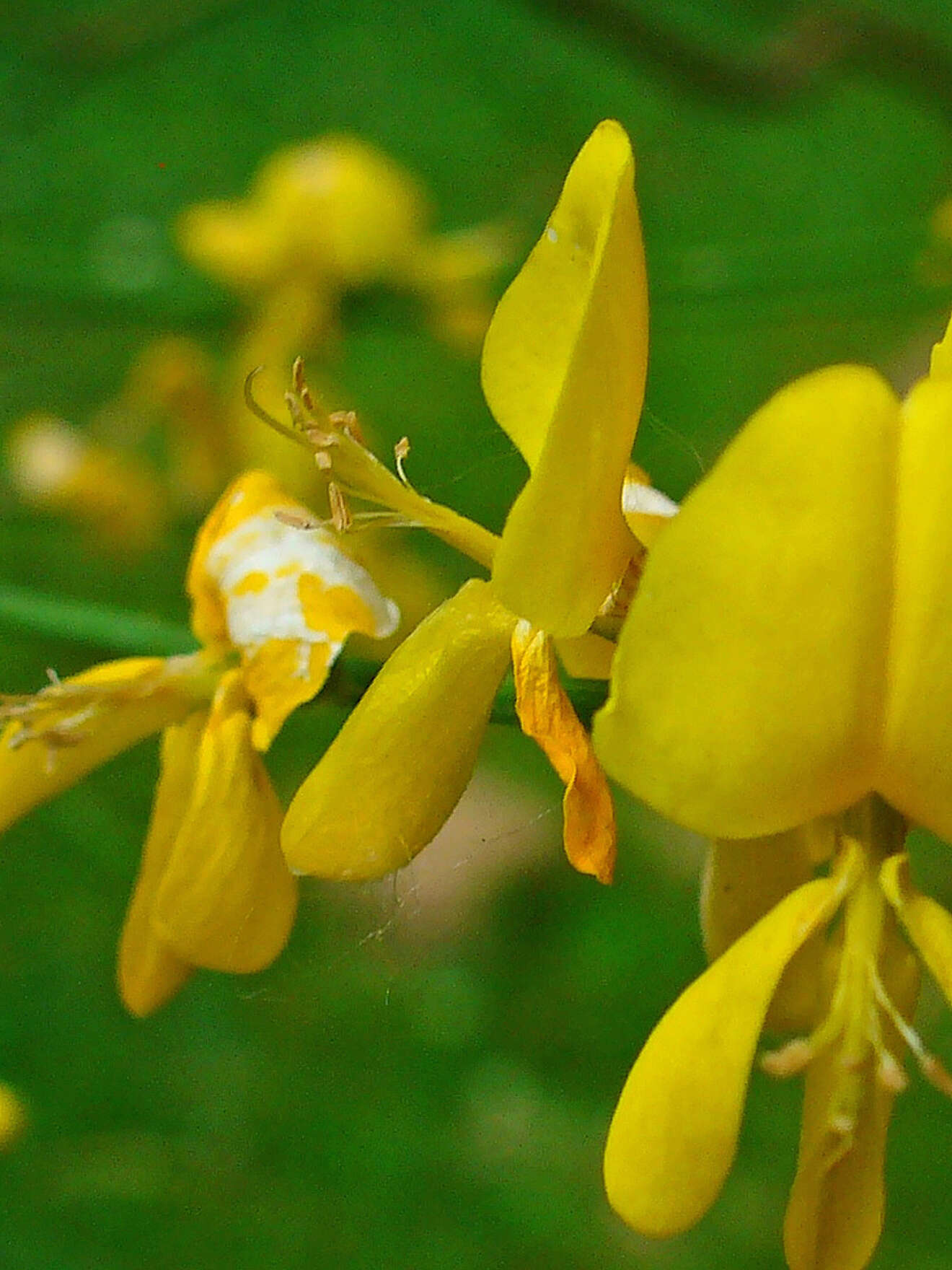 Imagem de Genista aetnensis (Biv.) DC.