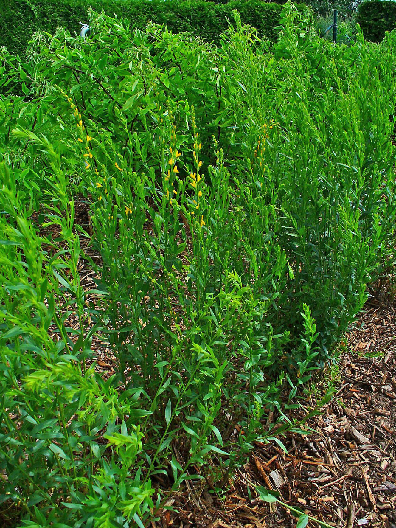 Imagem de Genista tinctoria L.