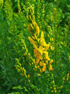 Imagem de Genista tinctoria L.