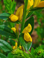 Imagem de Genista tinctoria L.