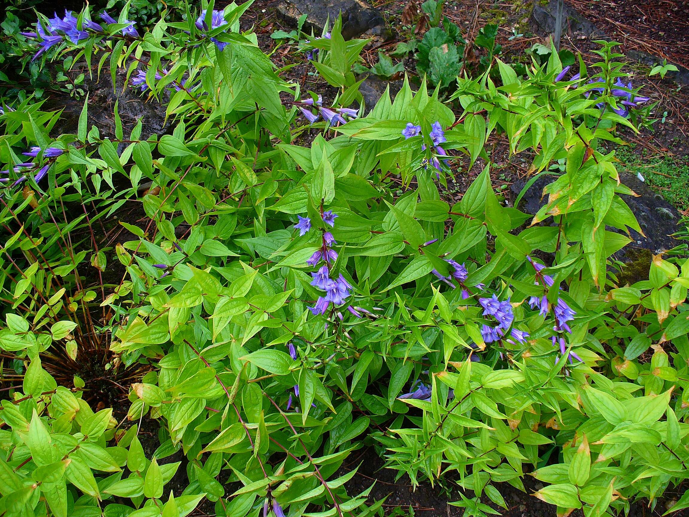 Image of Gentiana asclepiadea L.