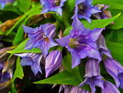 Image of Gentiana asclepiadea L.