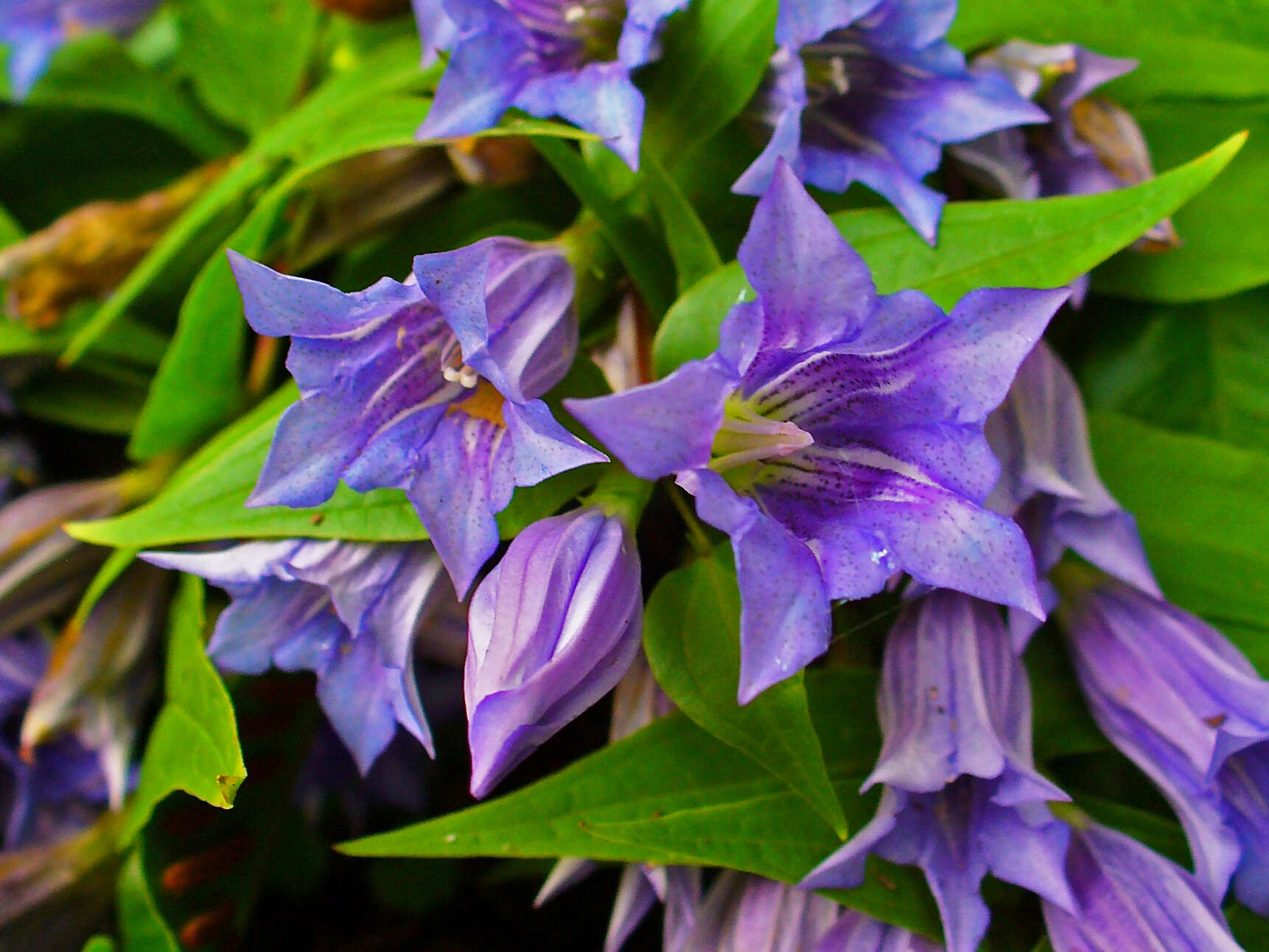 Image of Gentiana asclepiadea L.