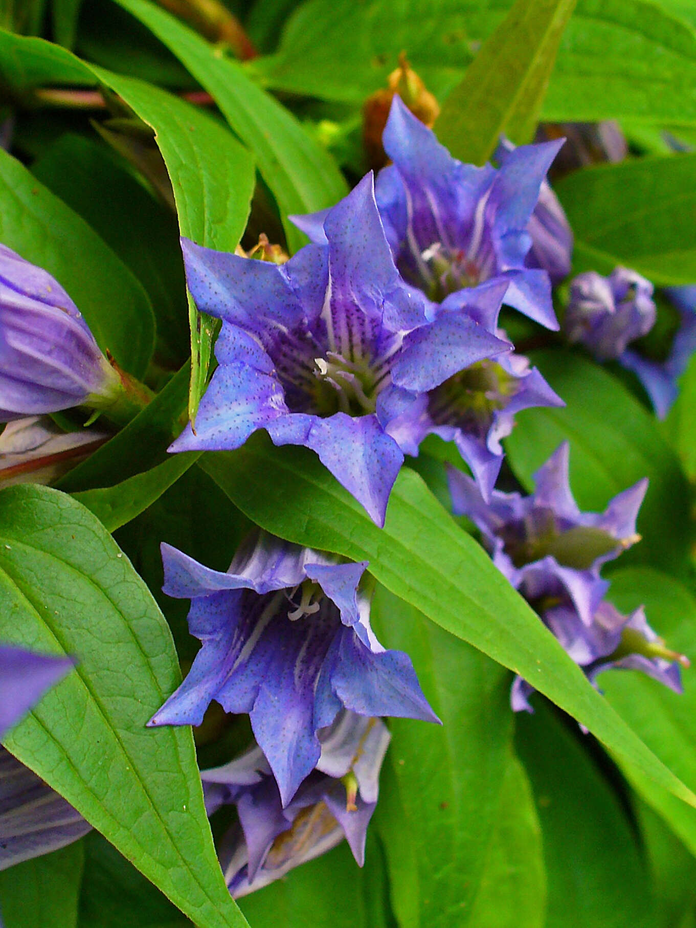 Image of Gentiana asclepiadea L.