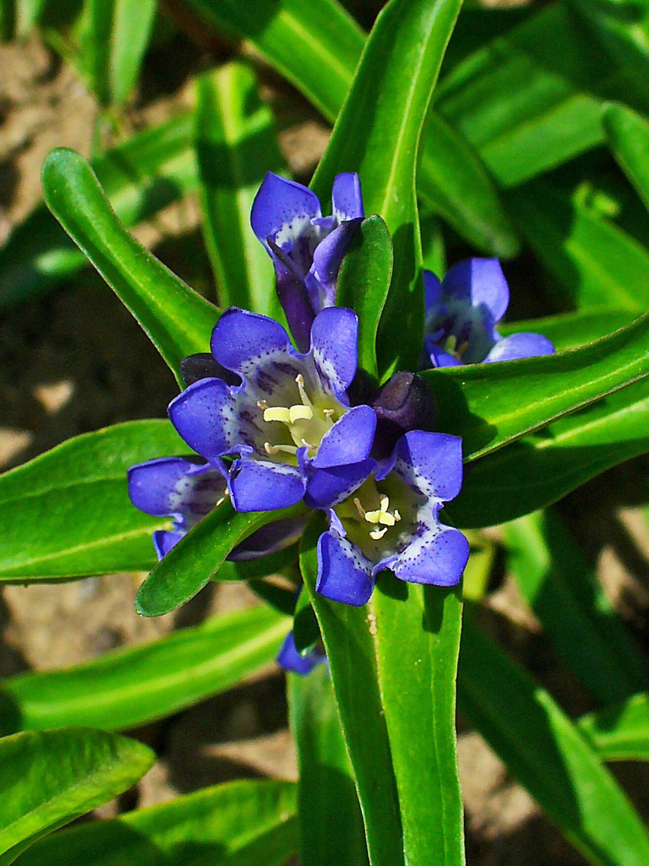 Image of Cross gentian