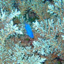 Image of Springer&#39;s blue damsel