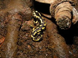 Image of Common Fire Salamander