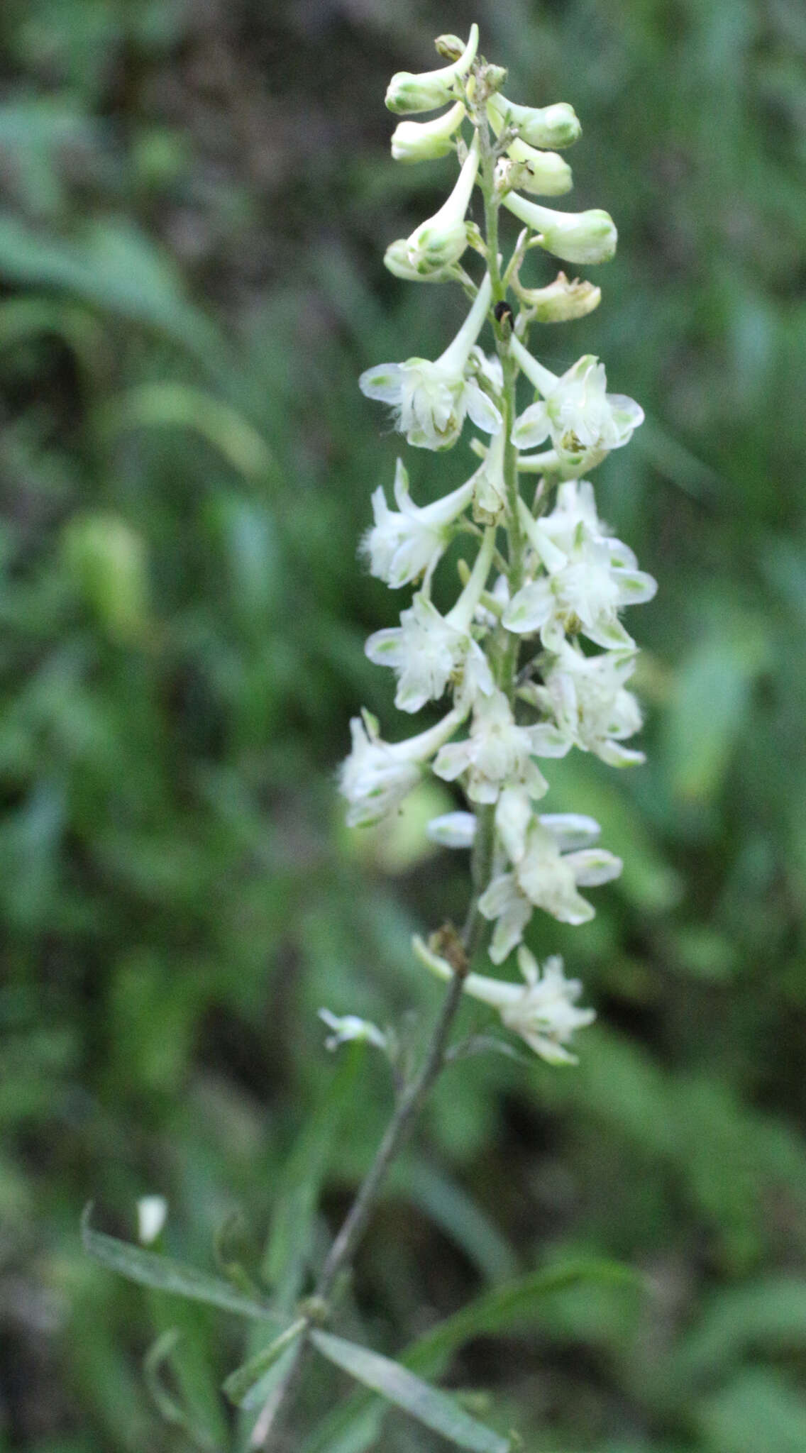 Delphinium macropogon Prokh.的圖片