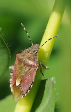 Image of sloe bug