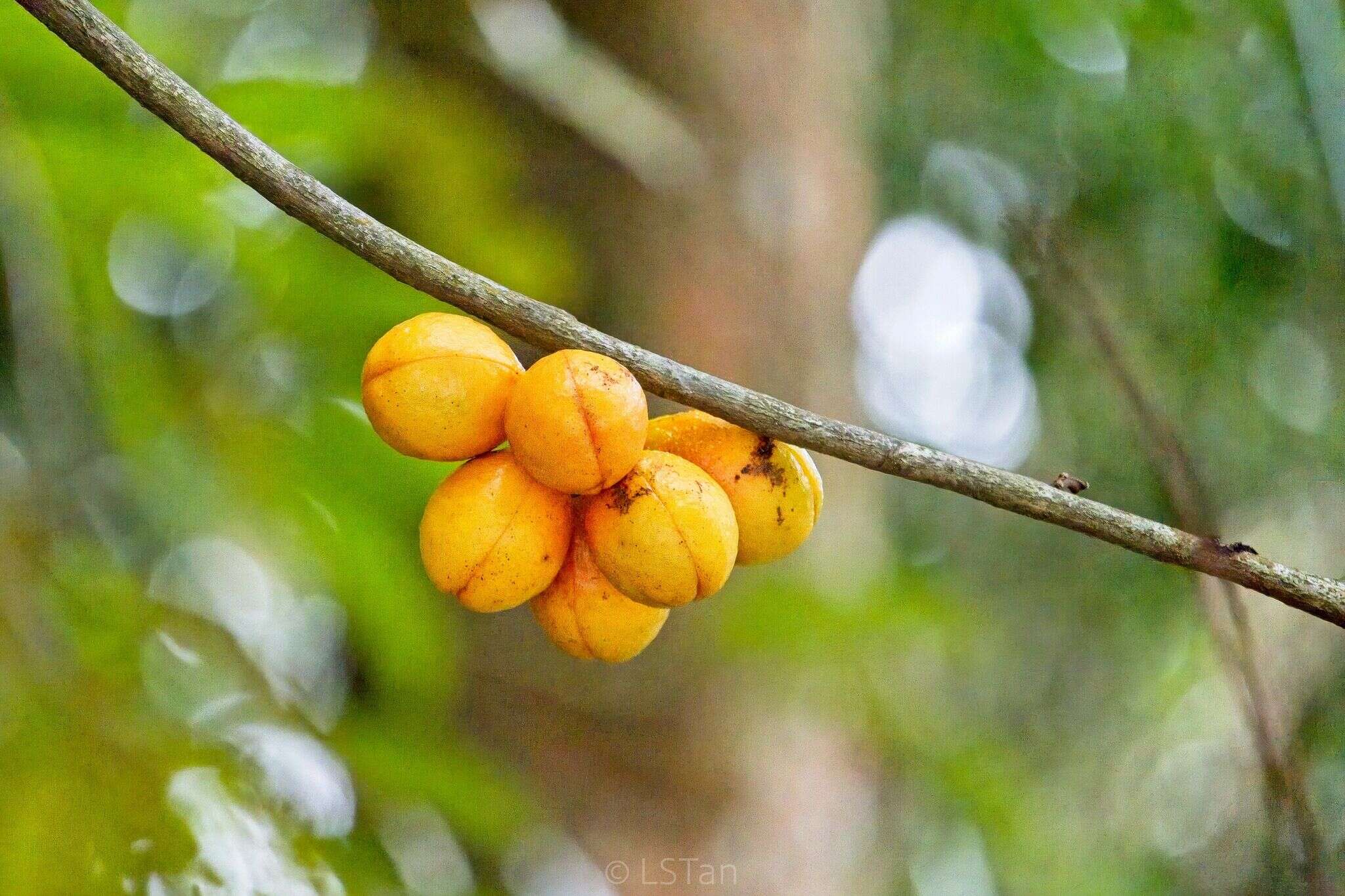 Image of Horsfieldia polyspherula (Hook. fil.) J. Sinclair