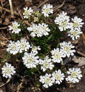 Plancia ëd Iberis sempervirens L.