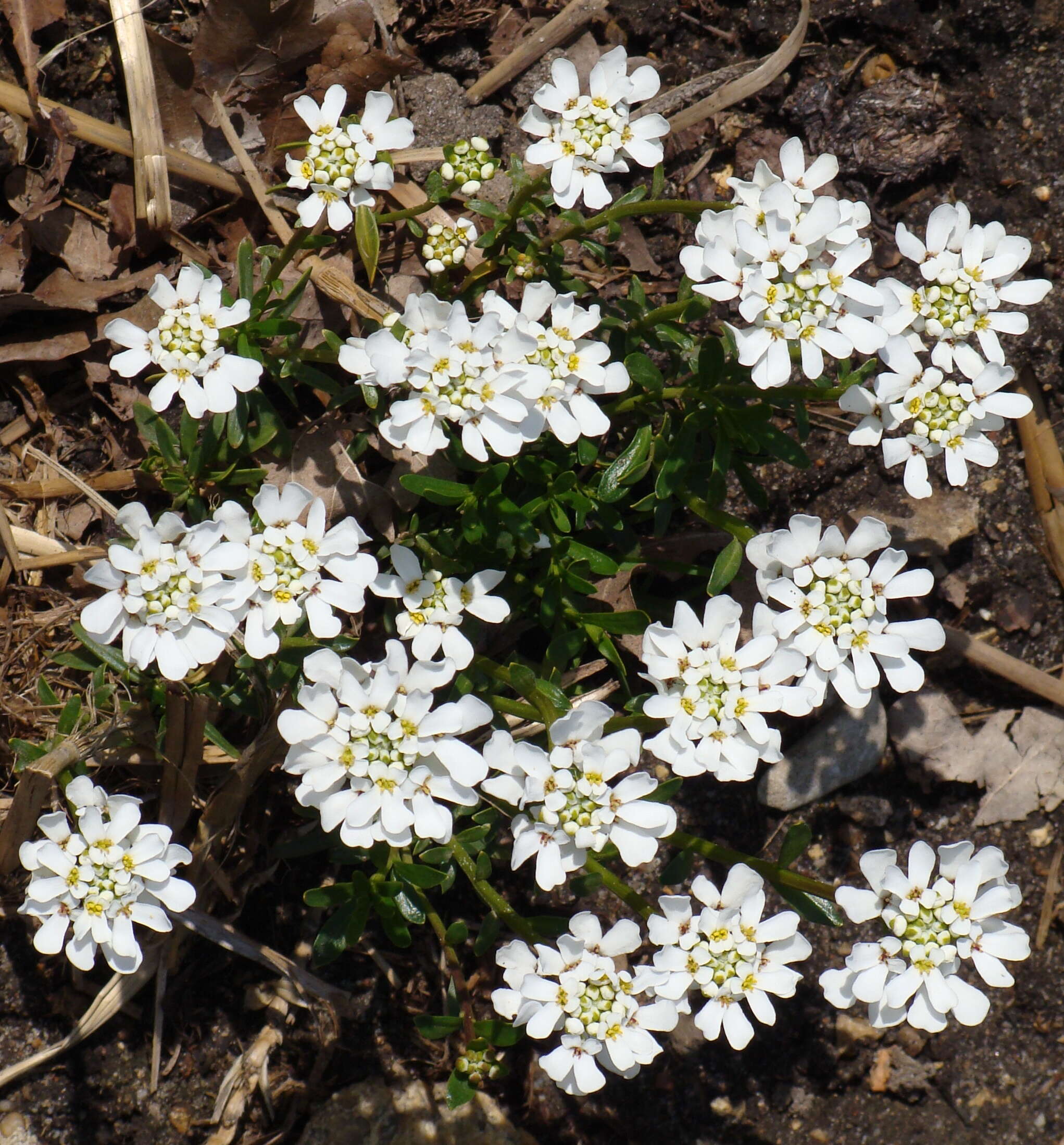 Imagem de Iberis sempervirens L.