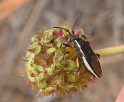 Image of Eldarca nigroscutellata Faúndez 2015