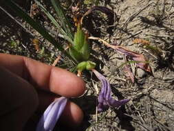 Image of Babiana sambucina subsp. sambucina