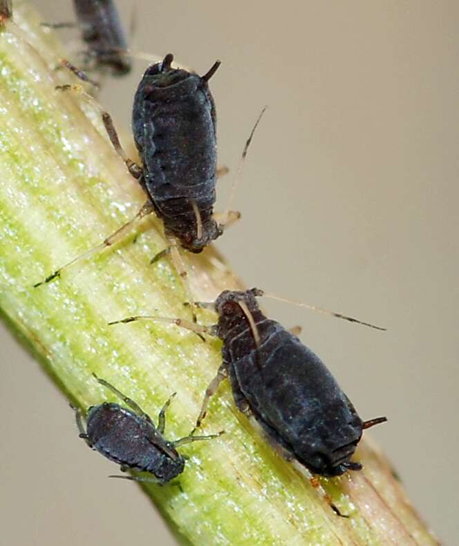 Image of Black bean aphid