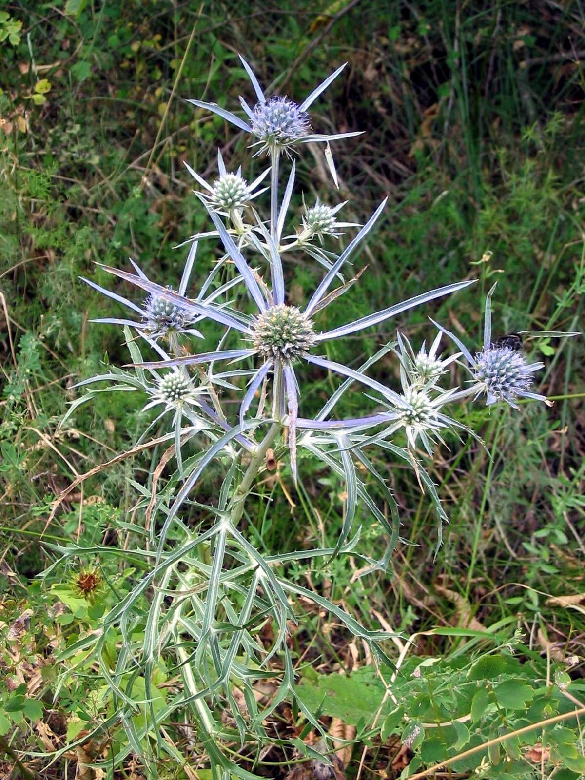 Image of amethyst eryngo