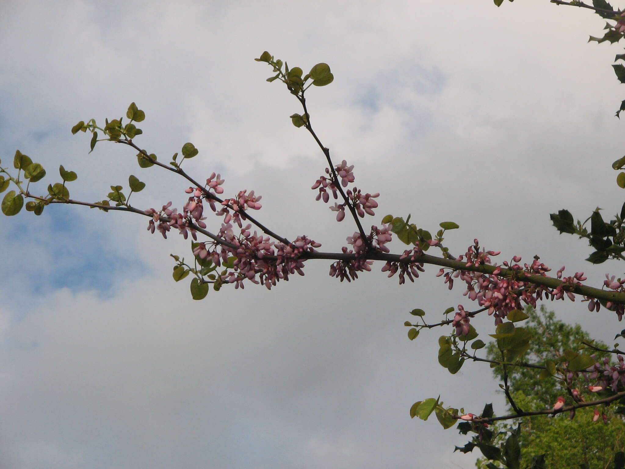 Image of Judas-tree