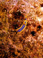 Sivun Chromodoris quadricolor (Rüppell & Leuckart 1830) kuva