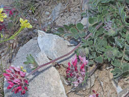 Image of Anthyllis vulneraria subsp. maura (Beck) Maire